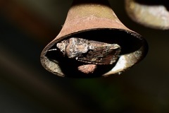 Spodoptera umbraculata