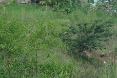 Cestrum laevigatum