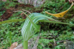Pterostylis auriculata