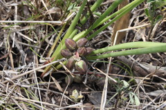 Lomandra multiflora multiflora