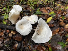 Hygrophorus