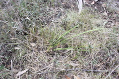 Lomandra multiflora multiflora