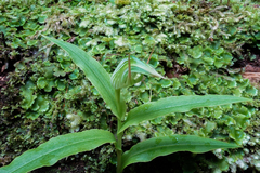 Pterostylis auriculata