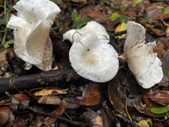 Hygrophorus