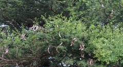 Helinus integrifolius