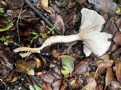 Hygrophorus