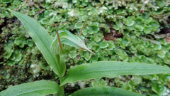 Pterostylis auriculata