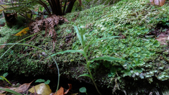 Pterostylis auriculata