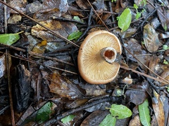 Lactarius