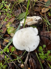 Hygrophorus