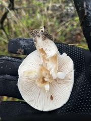 Hygrophorus