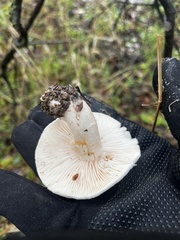 Hygrophorus
