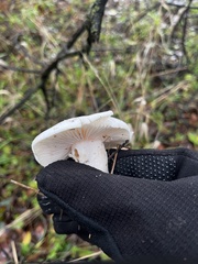 Hygrophorus
