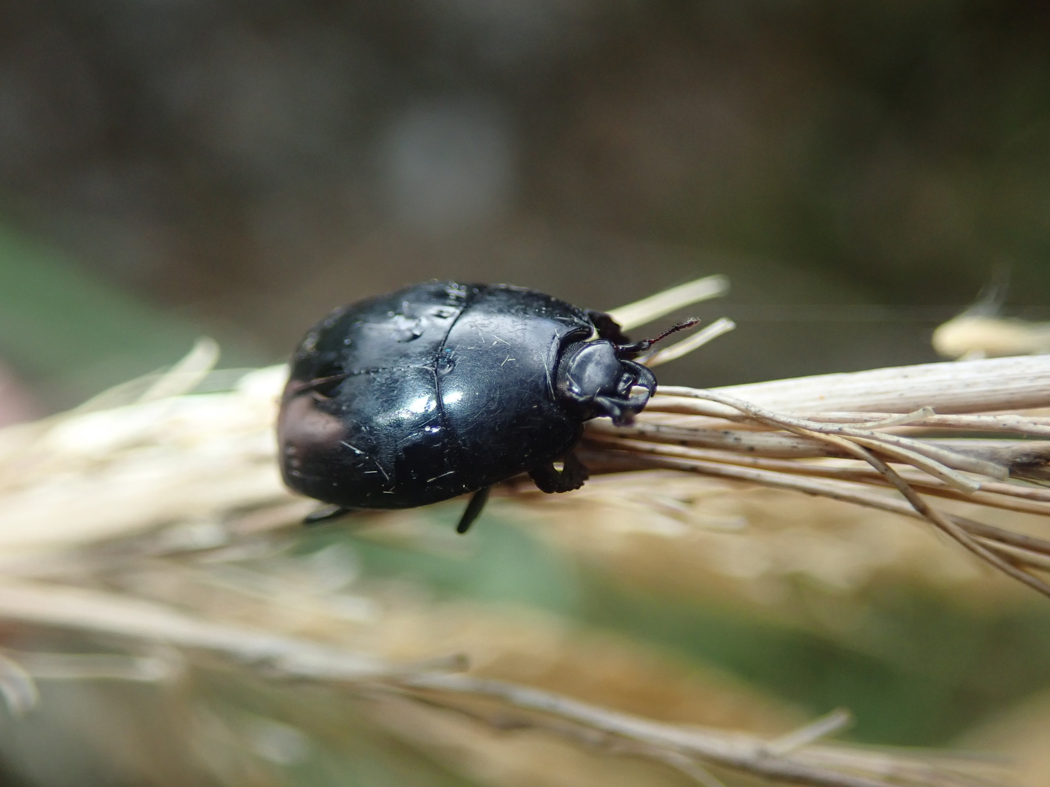 Histeridae