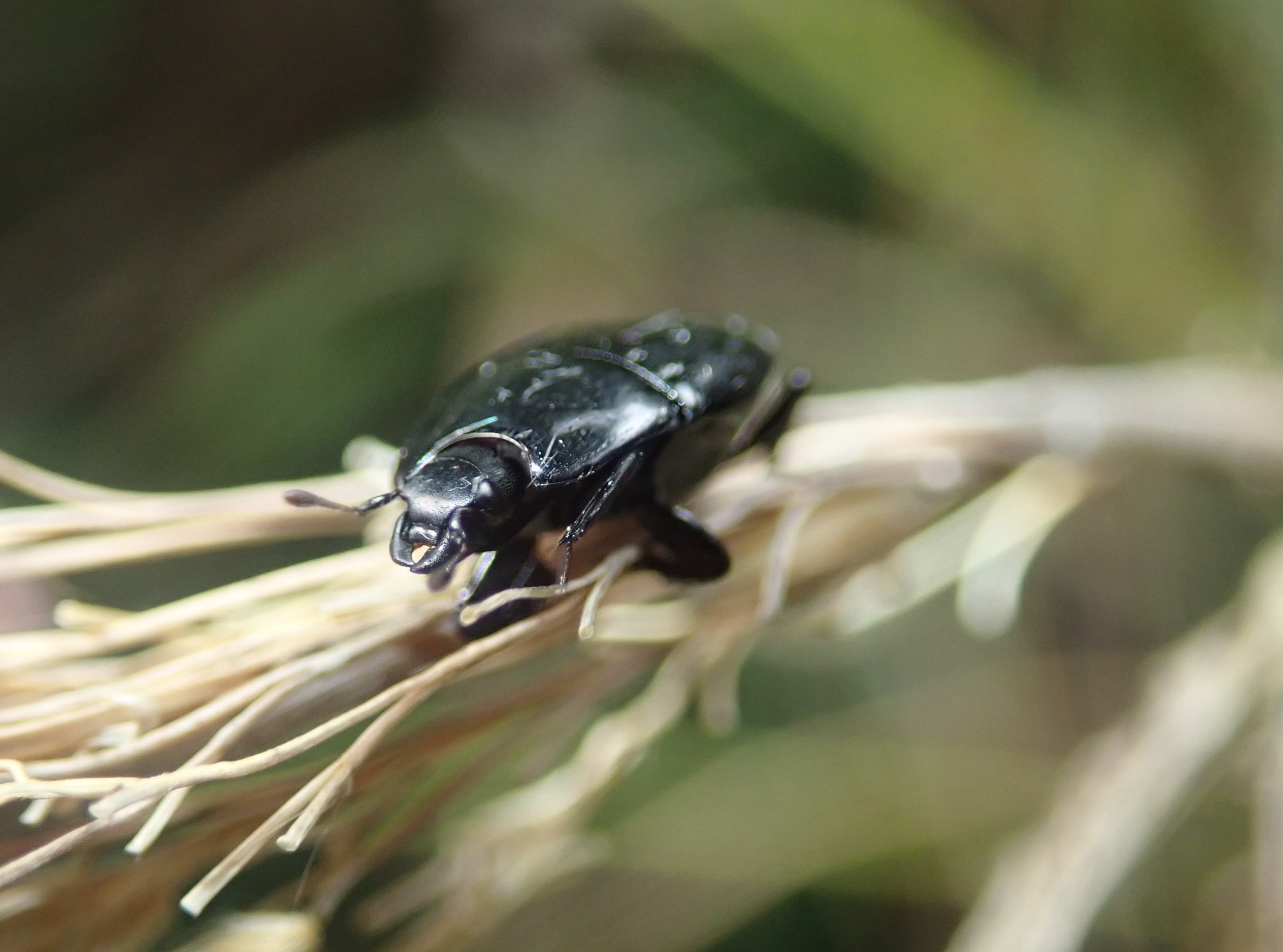 Histeridae