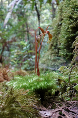 Mniodendron comosum