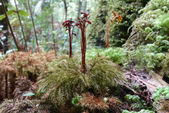 Mniodendron comosum