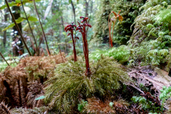 Mniodendron comosum