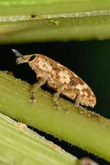 Hypolixus