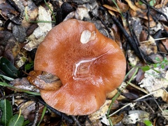 Lactarius