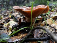 Lactarius