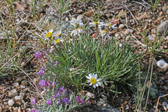 Erigeron nematophyllus
