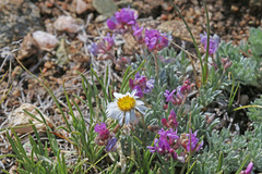 Erigeron nematophyllus