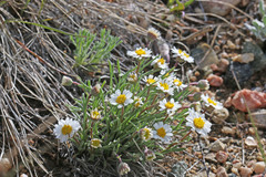 Erigeron nematophyllus