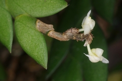 Dendrobium aloifolium