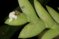 Dendrobium aloifolium