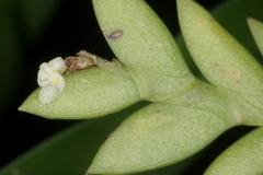 Dendrobium aloifolium