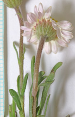 Erigeron nematophyllus