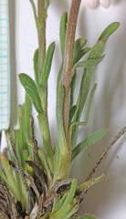 Erigeron nematophyllus