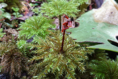 Mniodendron comosum