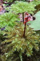 Mniodendron comosum
