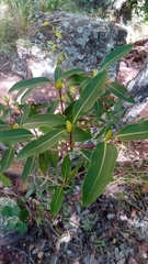 Coptosperma