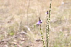 Verbena litoralis litoralis