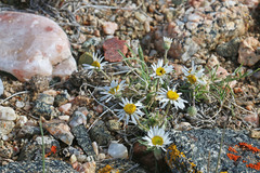 Erigeron nematophyllus