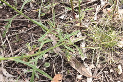 Verbena litoralis litoralis