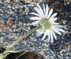 Erigeron nematophyllus