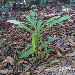 Ancistrocladus tectorius