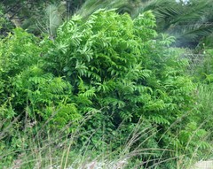 Cestrum laevigatum