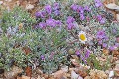 Erigeron nematophyllus