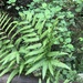 Pteris fauriei - Photo (c) biobank-lantauhk, some rights reserved (CC BY-NC), uploaded by biobank-lantauhk