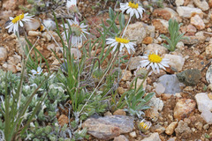 Erigeron nematophyllus