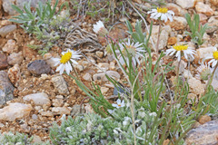 Erigeron nematophyllus