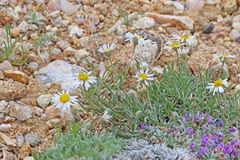 Erigeron nematophyllus