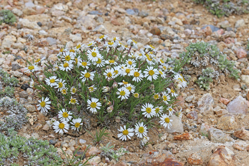 needleleaf fleabane (Erigeron nematophyllus)