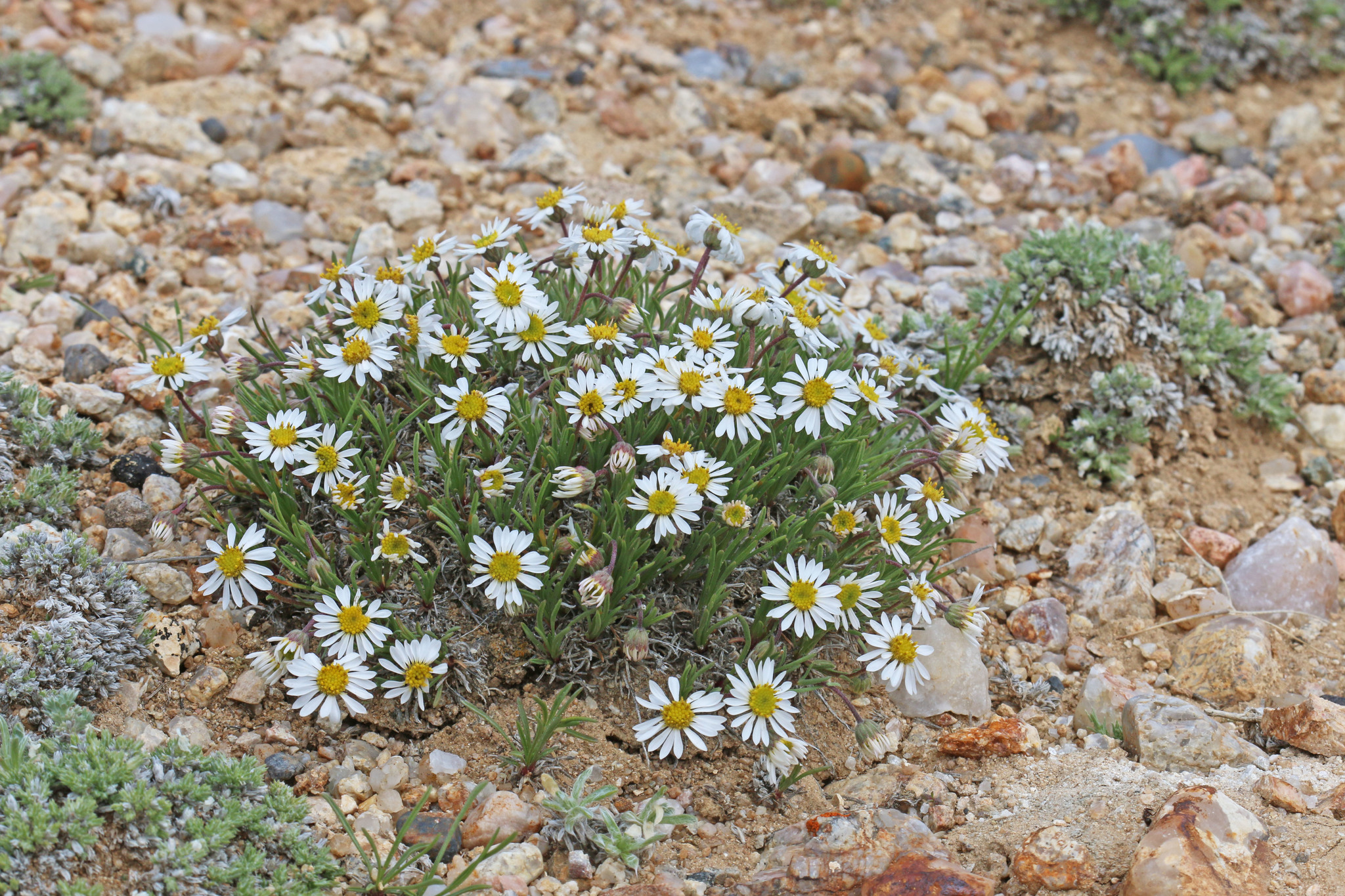Erigeron nematophyllus