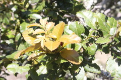 Alectryon subdentatus